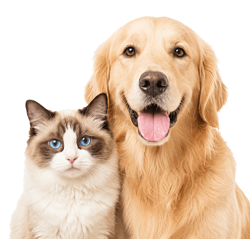 about-dog