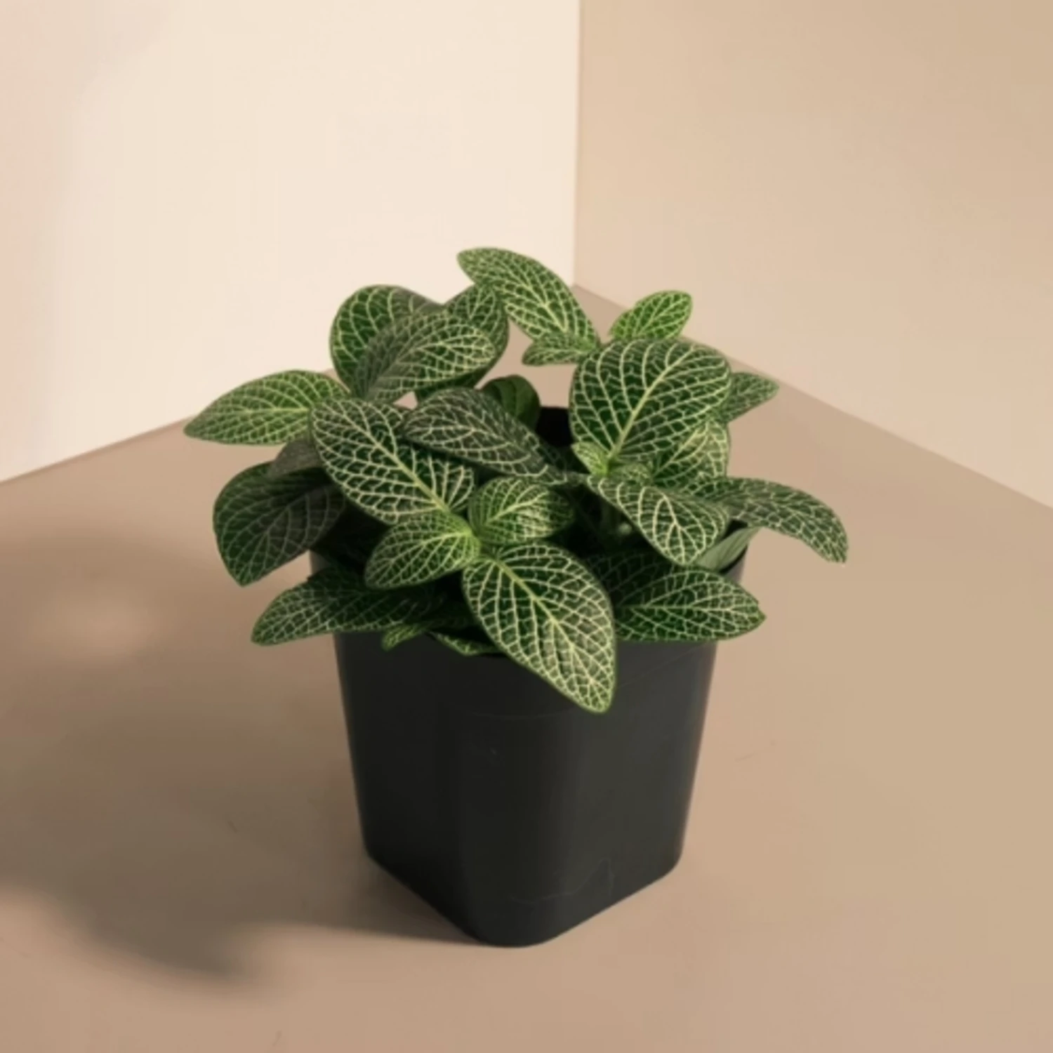 網紋草