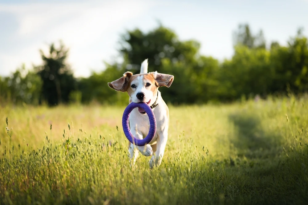 shutterstock_2473552935