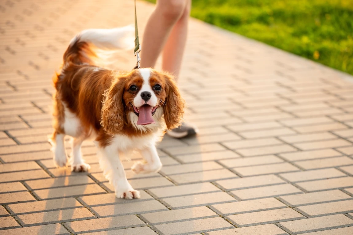 威爾斯犬散步