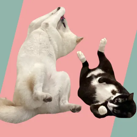 Chigo
