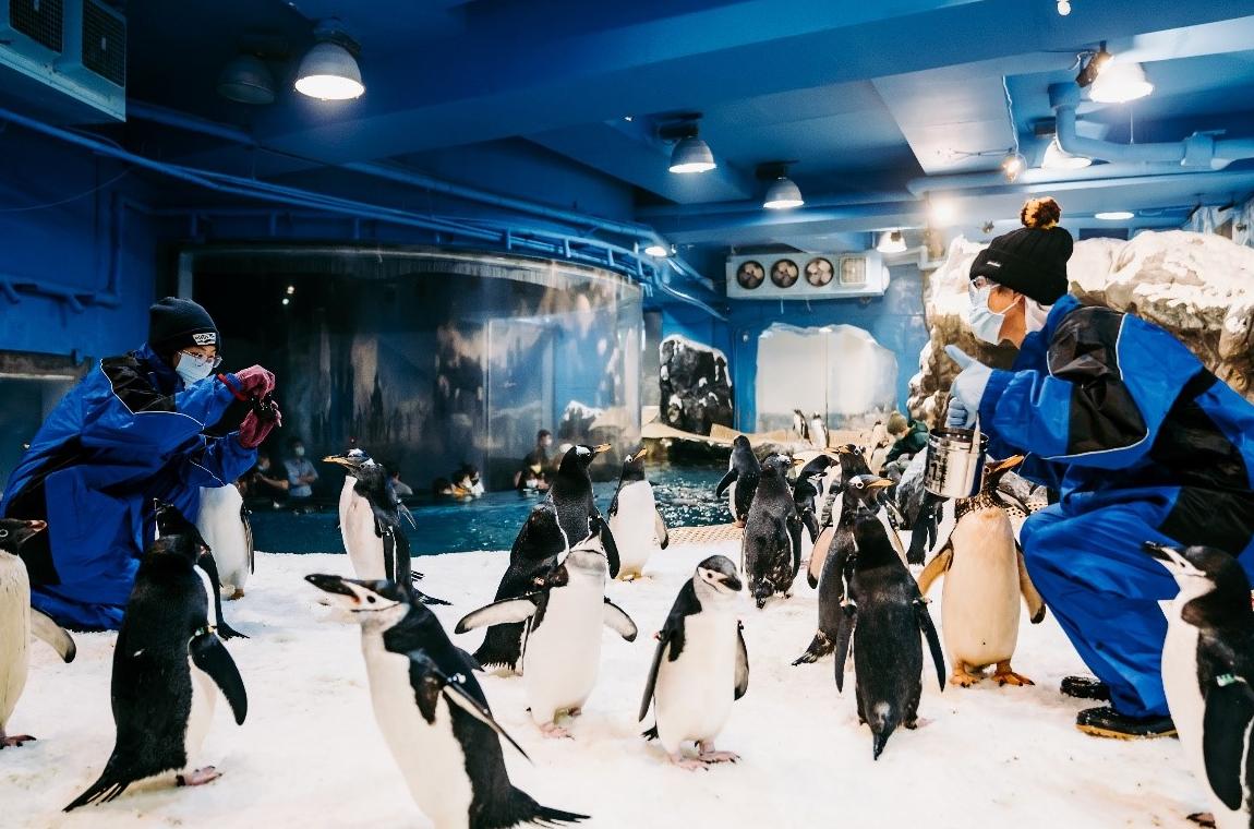 想被萌企鵝團團包圍嗎？屏東海生館企鵝照護體驗，10歲以上就可以報名！