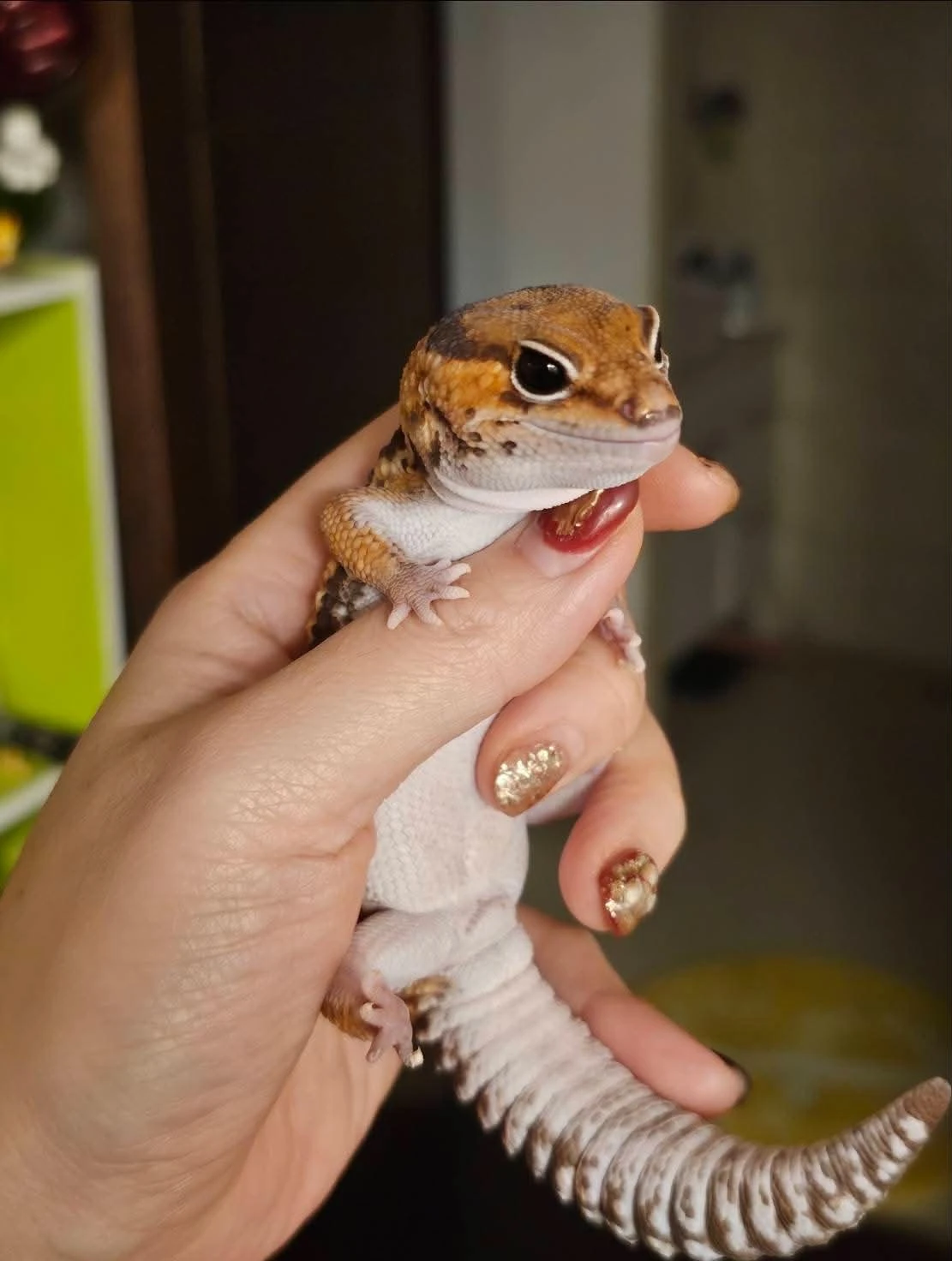 守宮花花