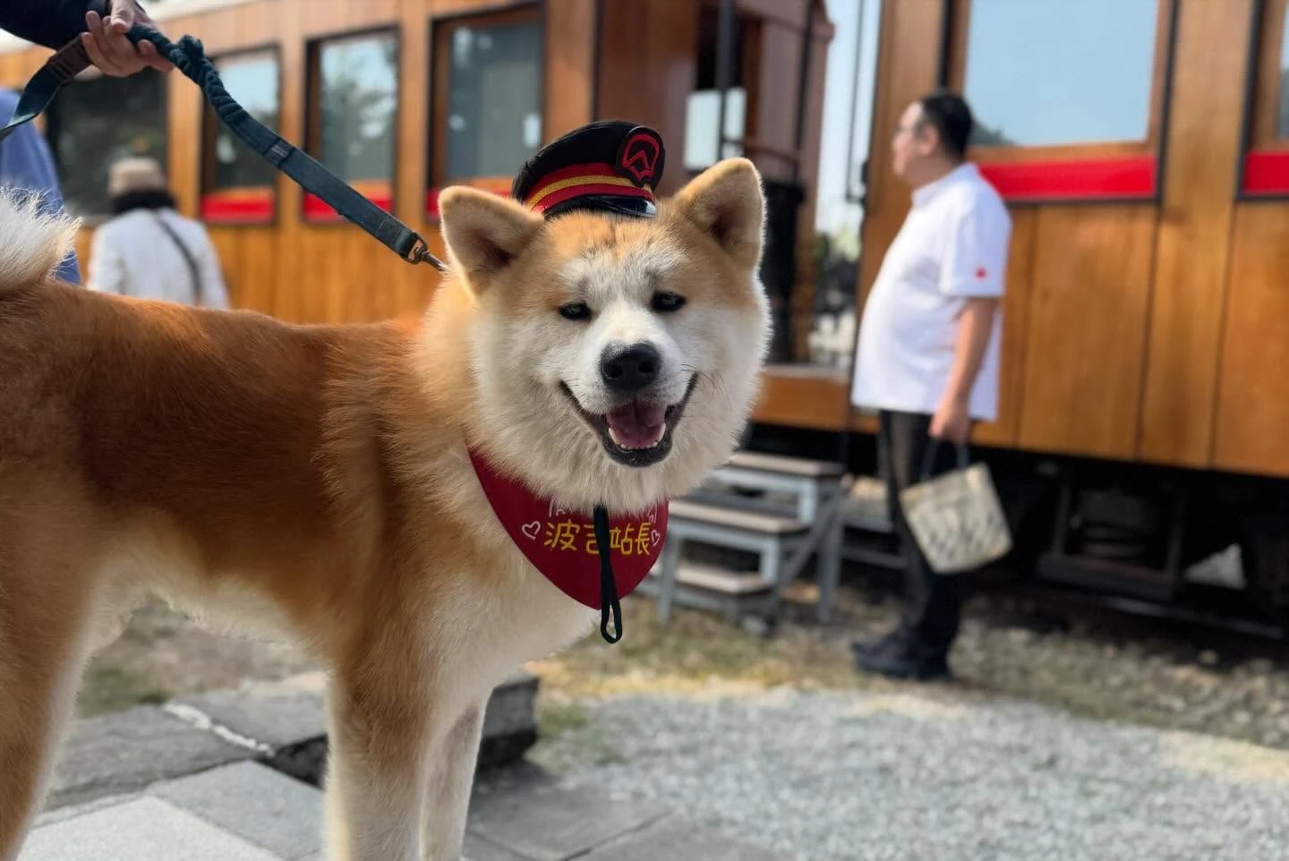阿里山林鐵鹿麻產站超人氣站長「波吉」是一隻2歲秋田犬