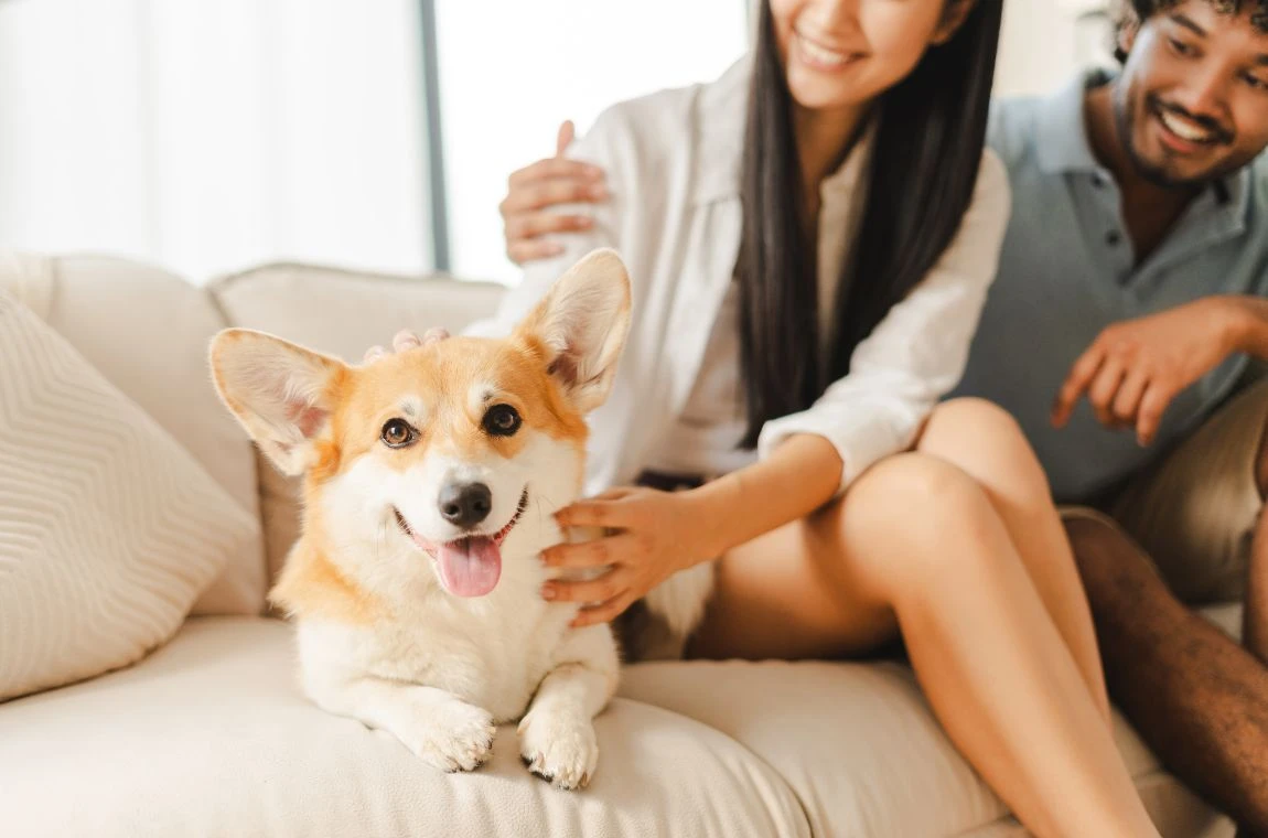 人和寵物