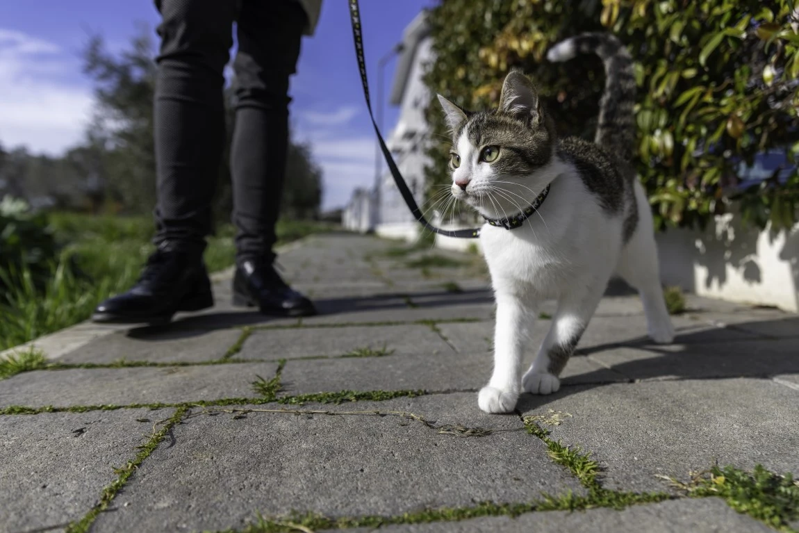 寵物溝通需要飼主提供「寵物清晰正面的照片」