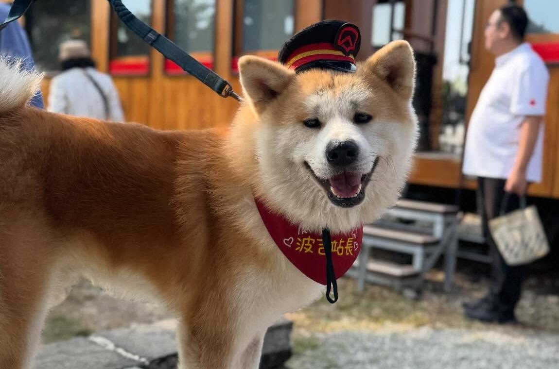 阿里山最萌站長爆紅！秋田犬「波吉」吸引朝聖，副總統蕭美琴親餵、自拍，直呼超可愛