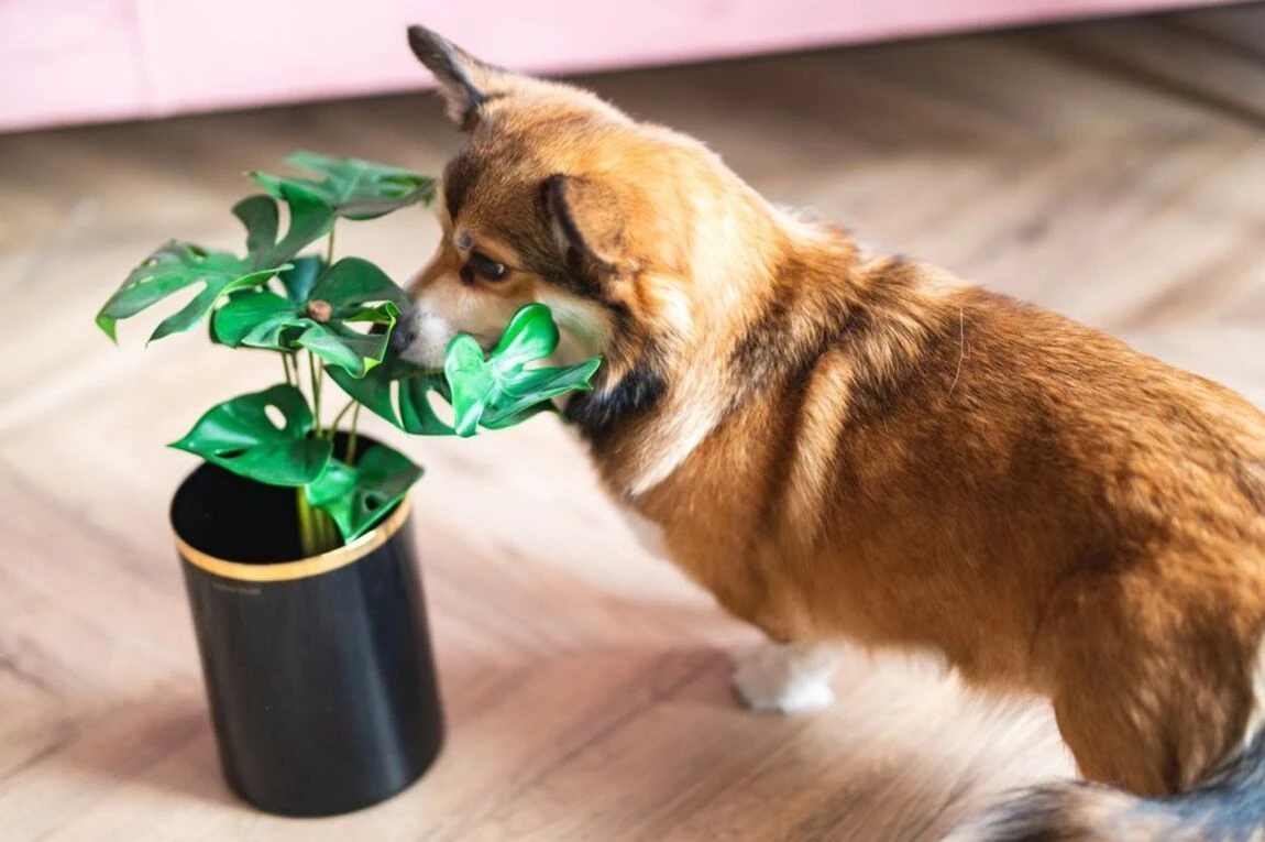 狗狗接觸到有毒的植物