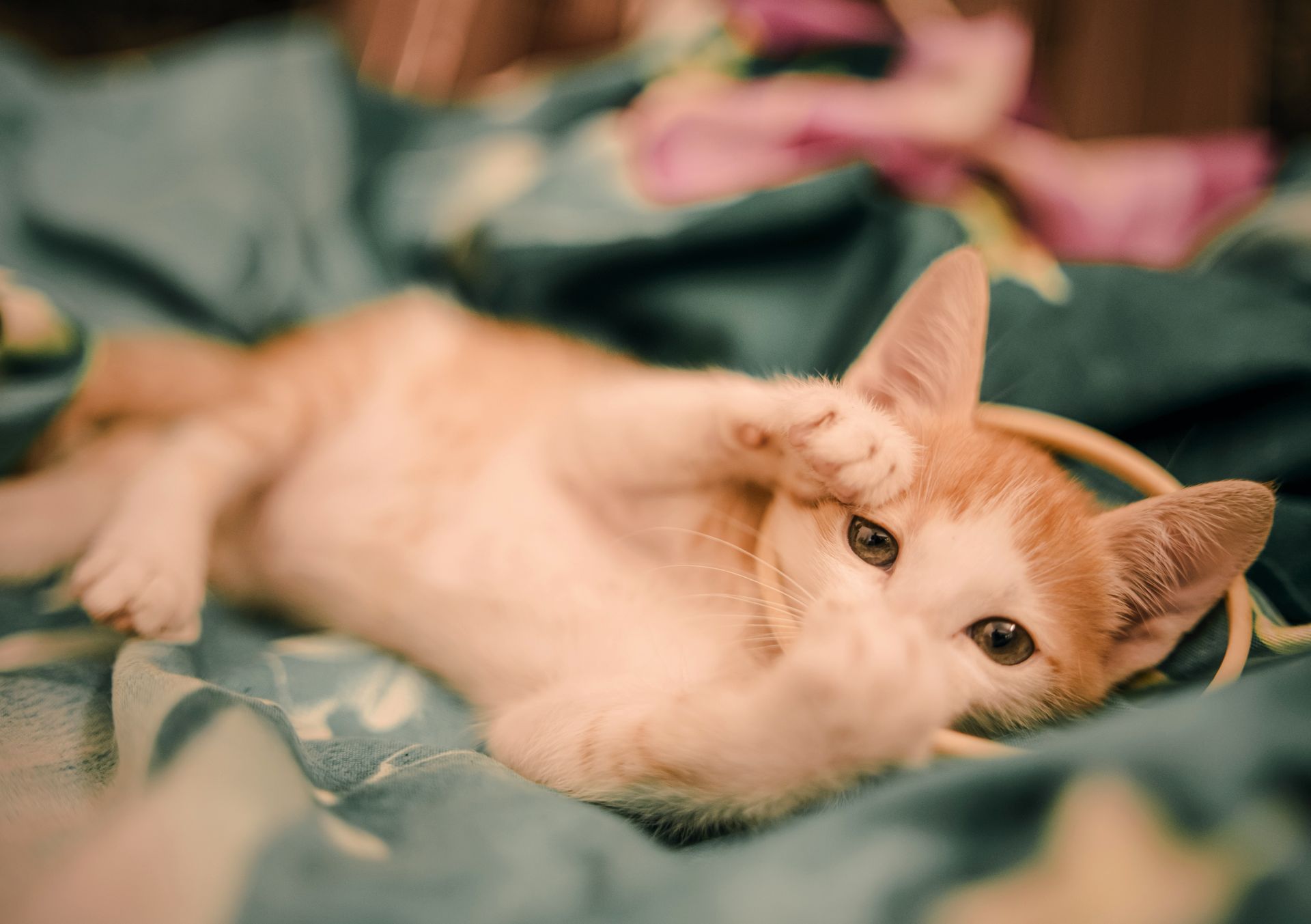 飼養小貓前,先了解牠過去的經歷