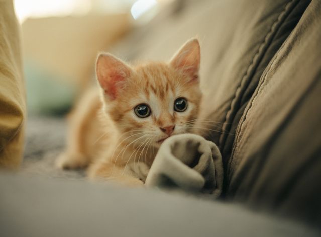 飼養小貓前,先了解牠過去的經歷