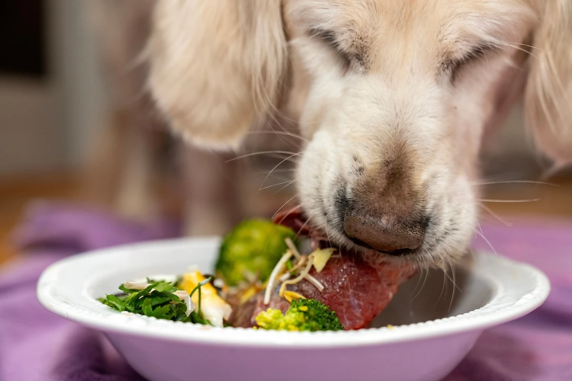 狗狗吃鮮食