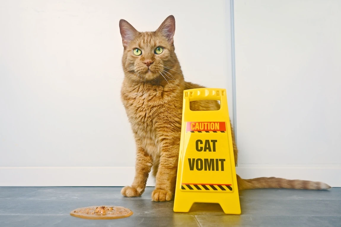 cat vomit sign