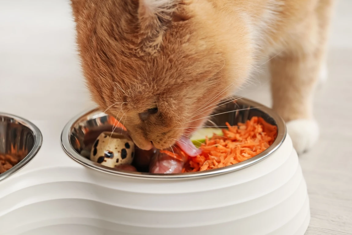 貓咪吃鮮食