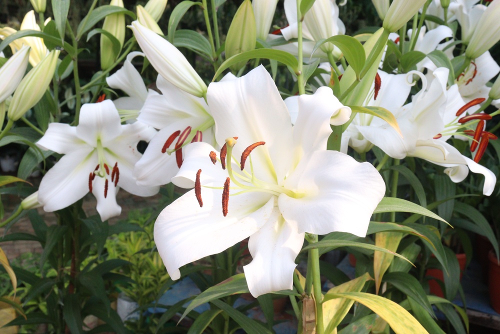百合花對貓咪高度致命