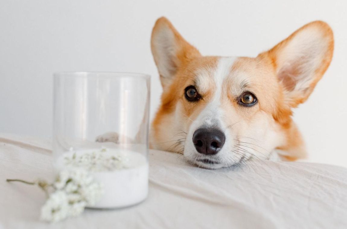 狗狗也會有乳糖不耐症？狗可以喝什麼樣的奶？