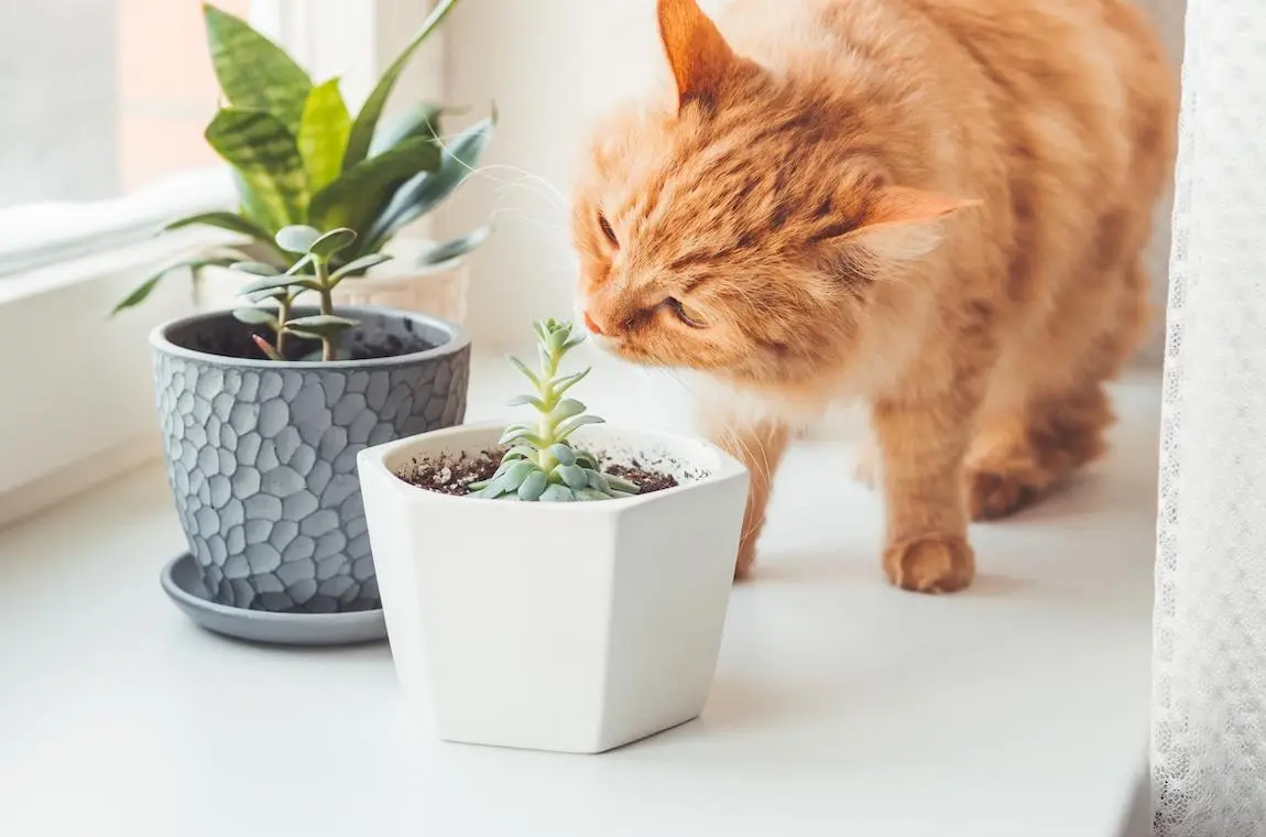 家裡擺綠植怕毛孩誤食中毒？搞懂這 3 點，輕鬆打造毛孩安心綠色家園！