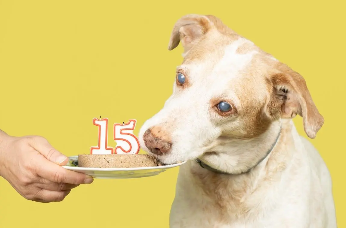 老毛孩跳不上沙發？犬貓關節保養這樣做，陪牠走得更穩、更久