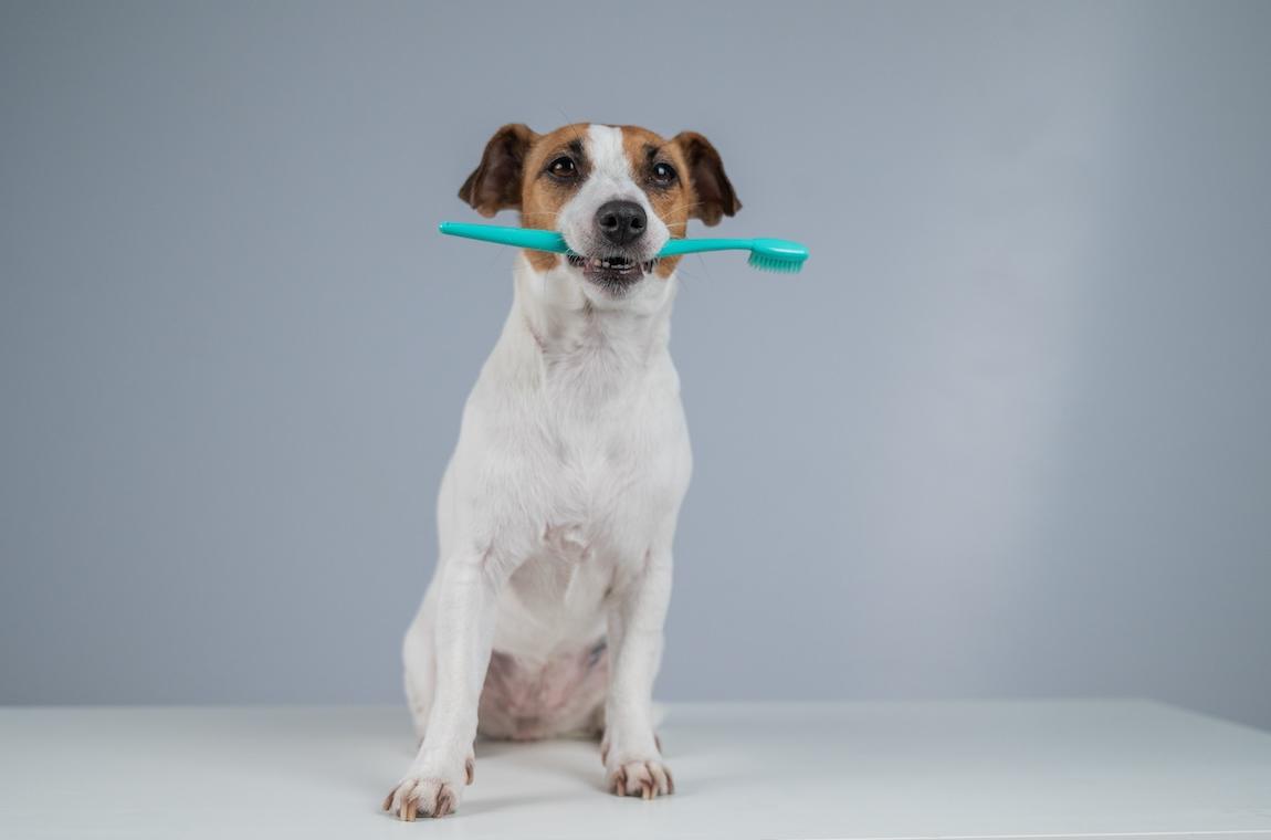 狗狗口臭、牙結石怎麼辦？飼主必看的居家潔牙全攻略