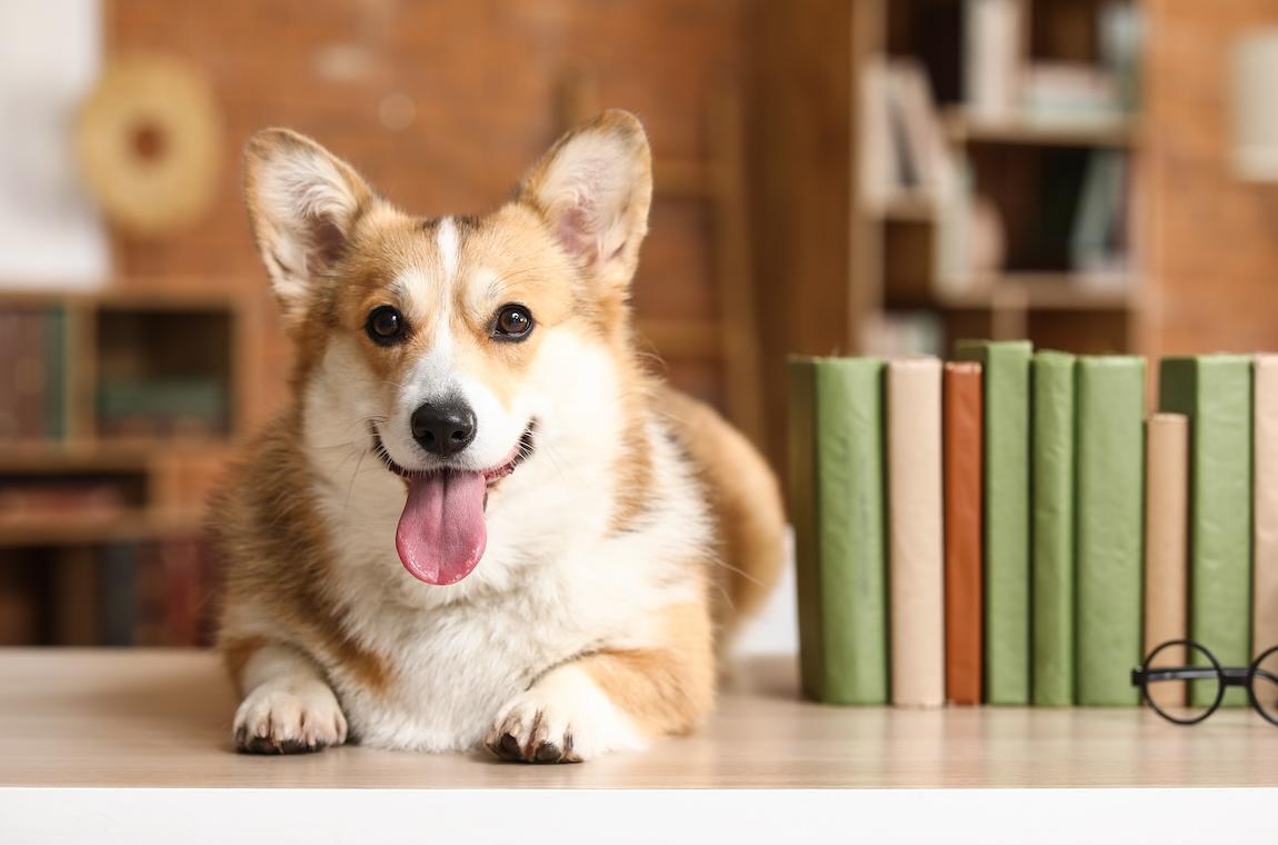 狗狗口臭、牙結石怎麼辦？新手飼主必學！3步驟居家潔牙全指南