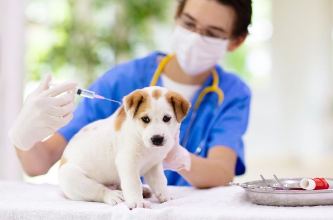 犬貓疫苗安全接種的四大臨床建議，哪些動物屬於「疫苗副作用高風險族群」？